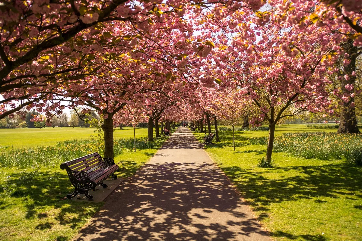 A Spring Reset: Using Seasonal Reflection to Let Go of Old Goals